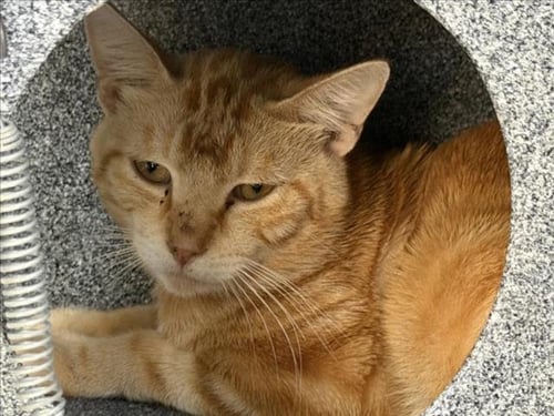 ALDO - Domestic Short Hair available for adoption