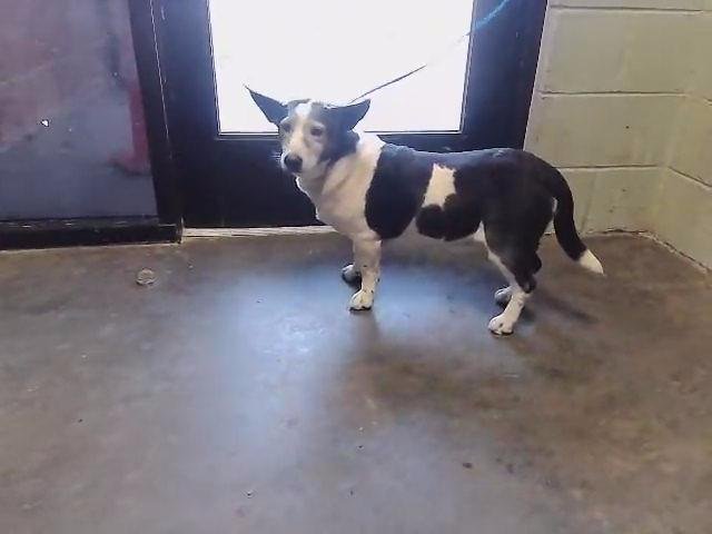 TRIXY - Cardigan Welsh Corgi available for adoption