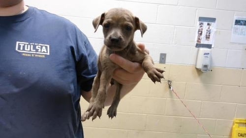 BLOSSOM - Pit Bull Terrier available for adoption