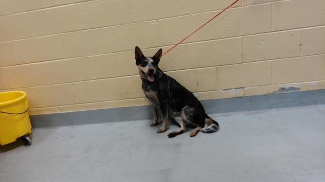 LUCY Image