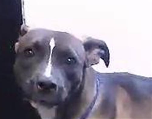 CHLOE - Pit Bull Terrier available for adoption