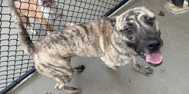 RYLOH - Mastiff available for adoption