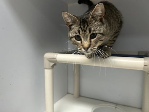 TEREE - Domestic Short Hair available for adoption