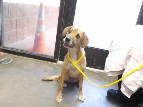 CHERRY - Border Terrier available for adoption