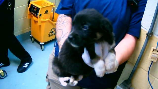 VIOLET - German Shepherd Dog available for adoption