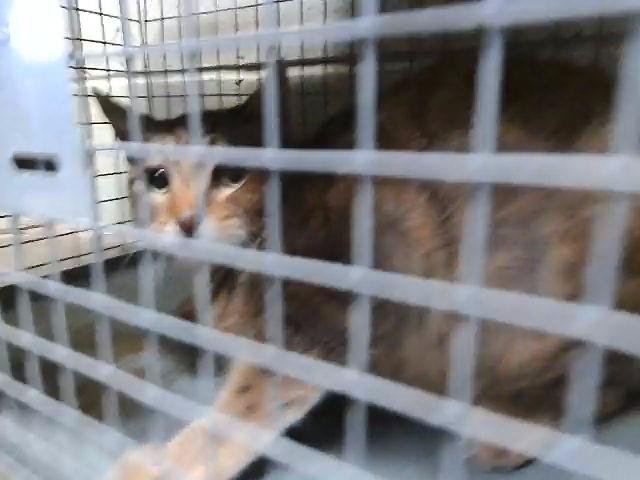 SASSAFRASS - Domestic Short Hair available for adoption