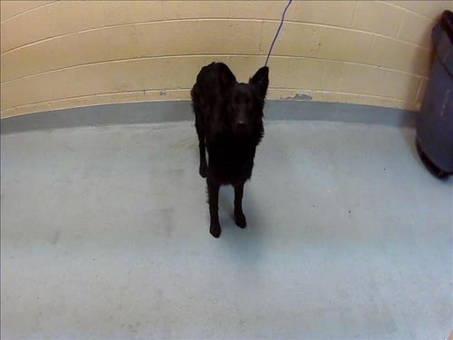MINI - Belgian Shepherd Malinois available for adoption