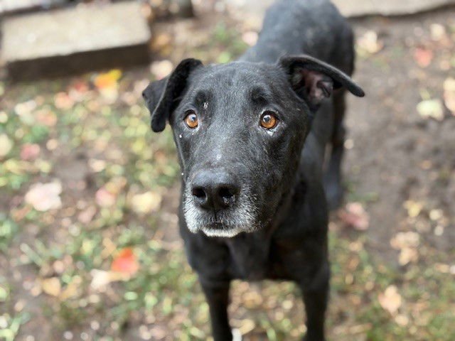 BRAN - Labrador Retriever available for adoption