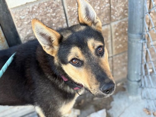 REINHARD - German Shepherd Dog / Husky available for adoption