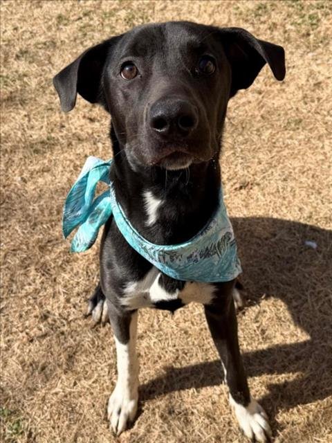 DODGE - Labrador Retriever available for adoption
