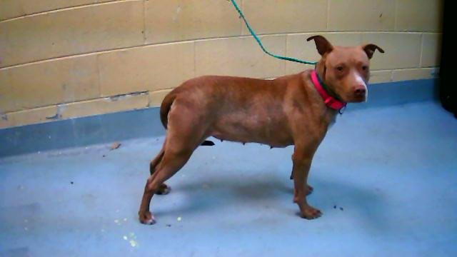 STORY - Pit Bull Terrier available for adoption
