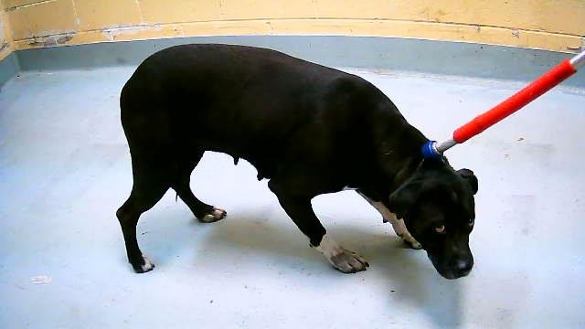 LOLA - Labrador Retriever / Pit Bull Terrier available for adoption