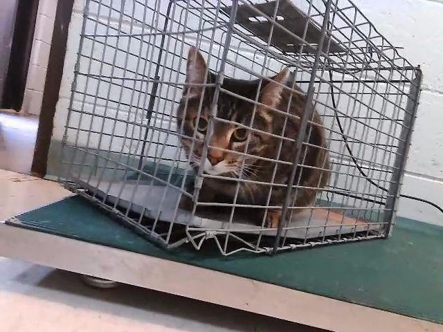 SCARLET - Domestic Short Hair available for adoption