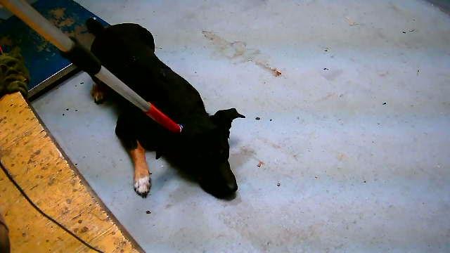 SHADOW - German Shepherd Dog available for adoption