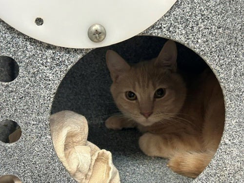 SEATTLE - Domestic Short Hair for adoption in Broken Arrow