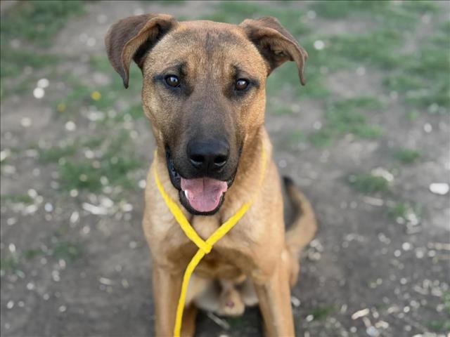 COPPER - German Shepherd Dog available for adoption