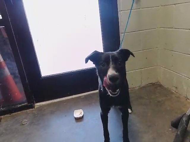 DEXTER - Border Collie available for adoption