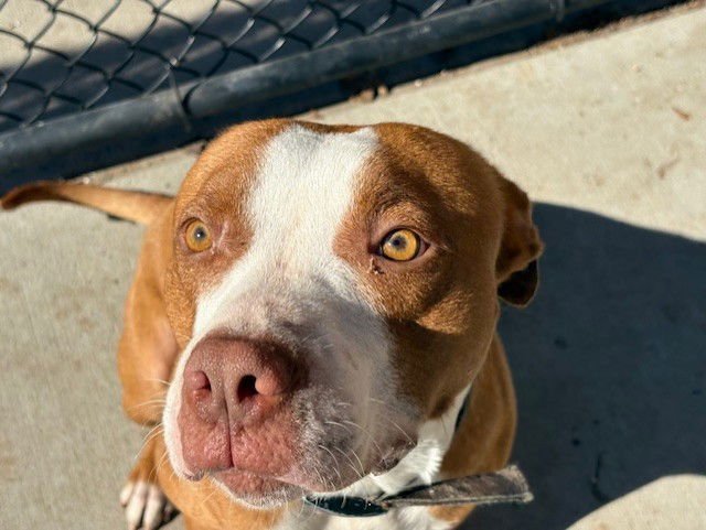 BOSTON - Staffordshire Bull Terrier available for adoption