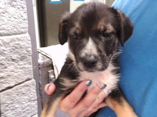 MARSHALL - Australian Kelpie available for adoption