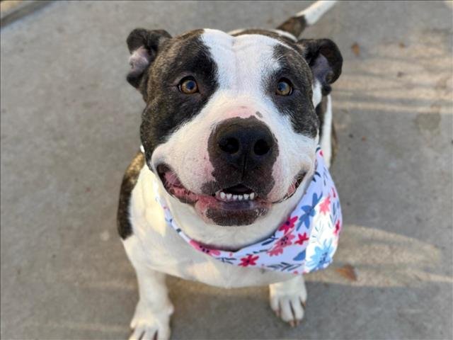 ADDY - Pit Bull Terrier available for adoption