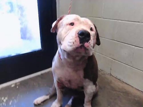 T-REX - Pit Bull Terrier available for adoption