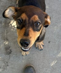 GUPPY PUPPY - Photo 1