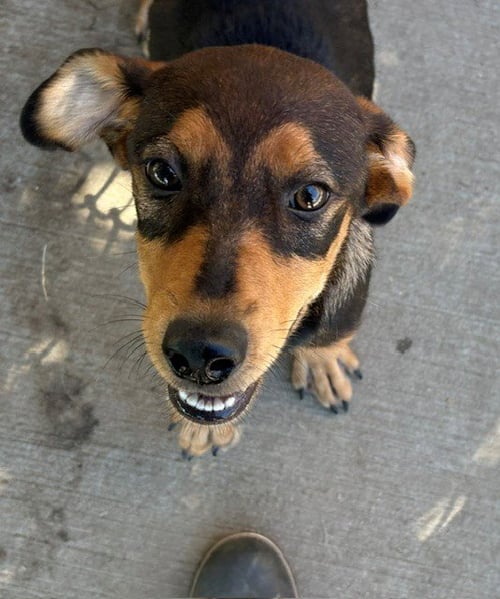 GUPPY PUPPY - Doberman Pinscher available for adoption