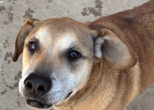 HAMSTER JO - Pit Bull Terrier available for adoption