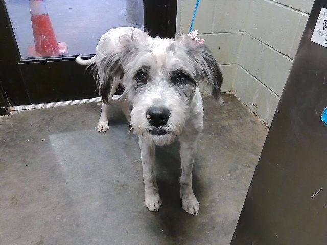 YETI - Poodle (Standard) / Old English Sheepdog available for adoption