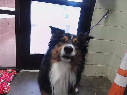 WINSTON - Australian Shepherd available for adoption