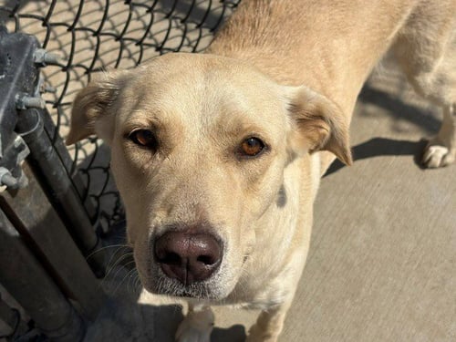 ISHU - Labrador Retriever available for adoption
