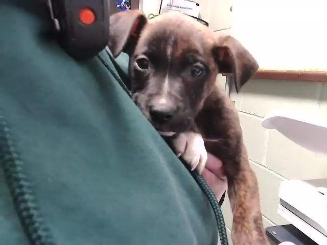 ALEX - Pit Bull Terrier available for adoption