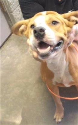 MONDO - Pit Bull Terrier available for adoption
