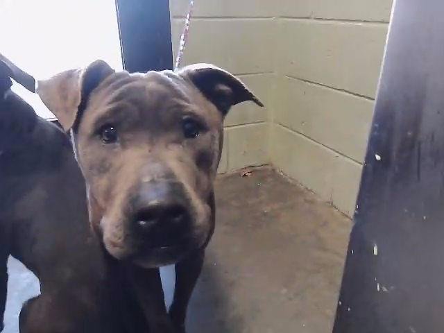 MADAM BO - Pit Bull Terrier available for adoption