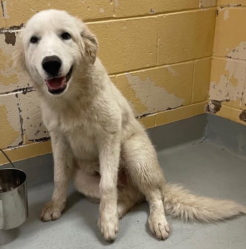 KELSO - Great Pyrenees available for adoption