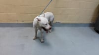 ATTICUS - Photo 1