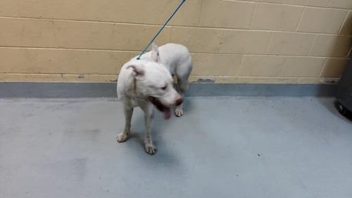 ATTICUS - Pit Bull Terrier available for adoption