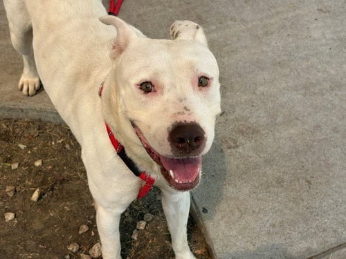 ATTICUS - Pit Bull Terrier available for adoption