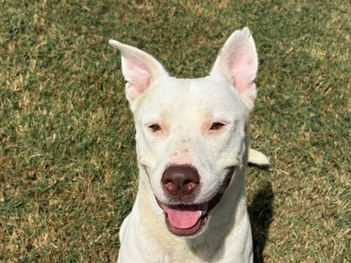 ATTICUS - Pit Bull Terrier available for adoption