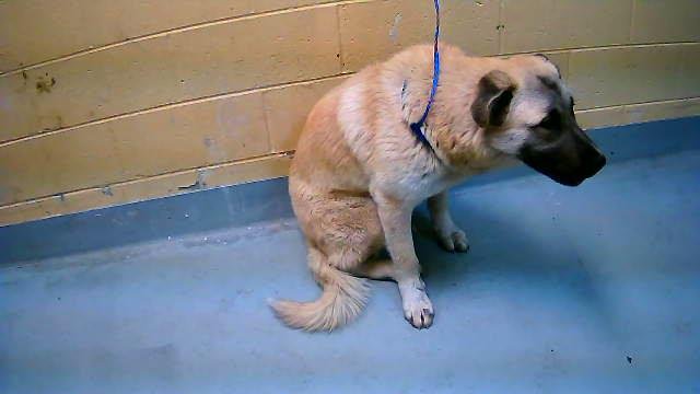 CHANDLER - Anatolian Shepherd available for adoption