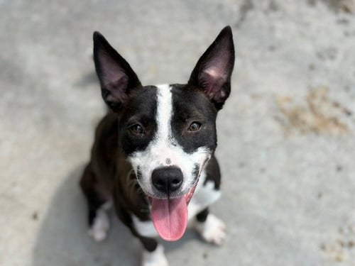 CHINA - Australian Cattle Dog/Blue Heeler available for adoption