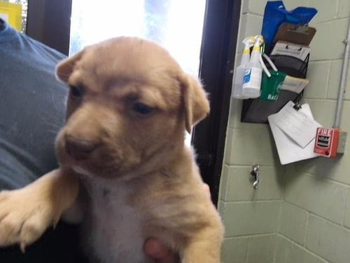 APHRODITE - Pit Bull Terrier available for adoption