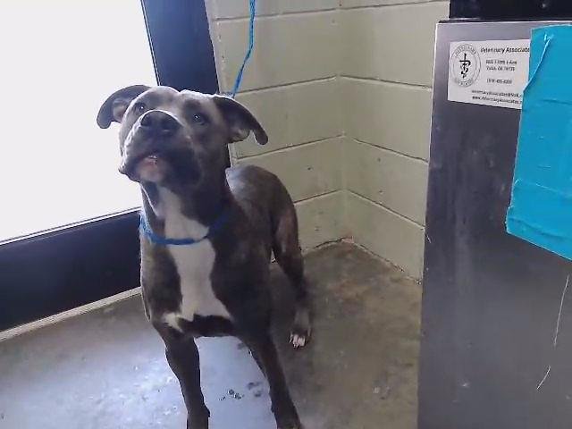 AMMO - Pit Bull Terrier available for adoption