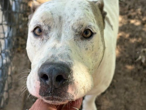 AHURA - Pit Bull Terrier available for adoption