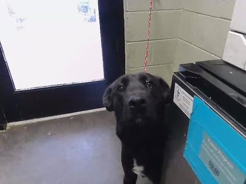 CALLIE - Dutch Shepherd available for adoption