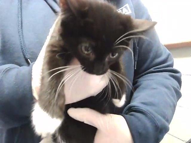 BAMBI - Domestic Short Hair available for adoption