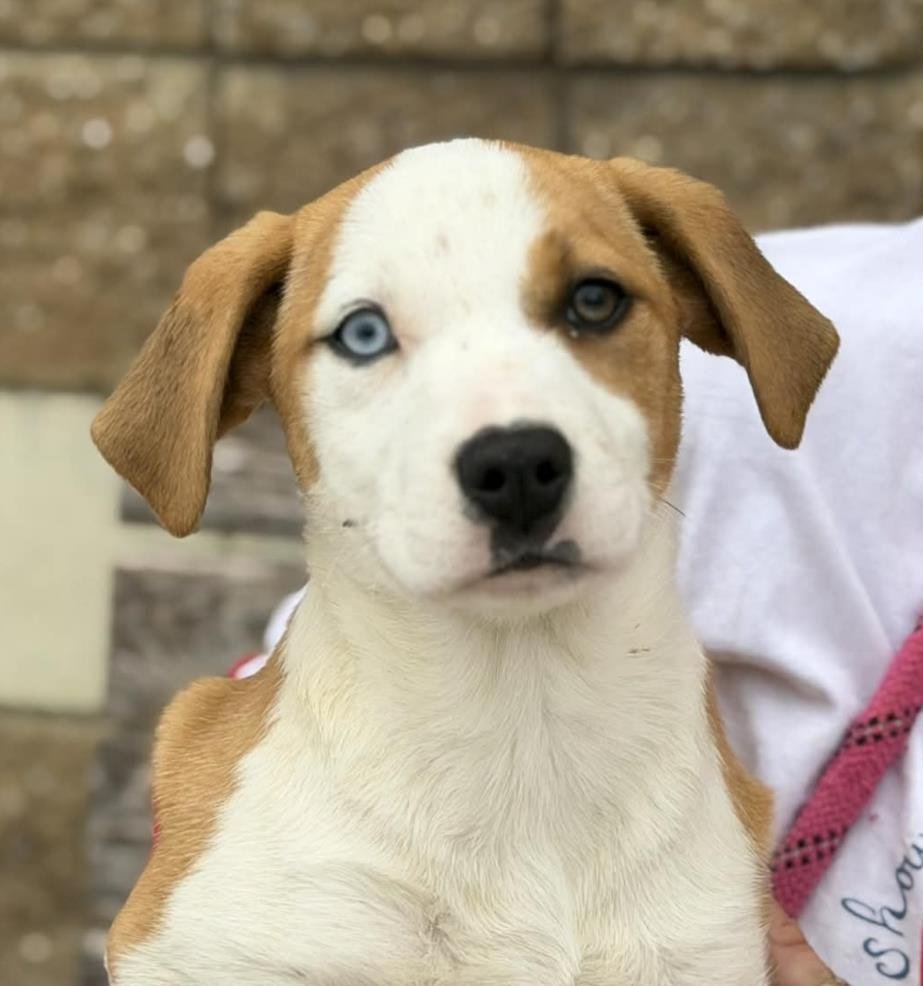 CALLIE - Labrador Retriever available for adoption