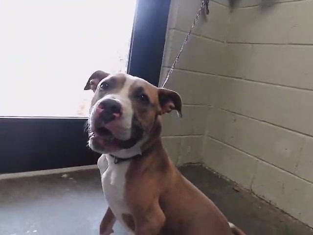 AURTHUR - Pit Bull Terrier available for adoption