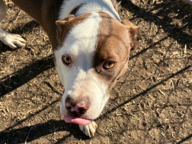 BRONSON - Pit Bull Terrier available for adoption