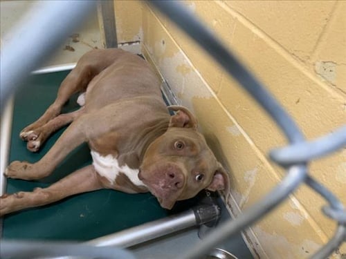 DENNIS - Pit Bull Terrier available for adoption